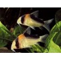 Corydora Adolfoi maat M - Corydoras Adolfoi